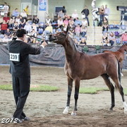 25th East Coast Championship Show - Day 3/ Finals