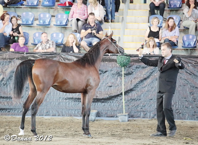 25th East Coast Championship Show - Day 3/ Finals