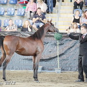 25th East Coast Championship Show - Day 3/ Finals