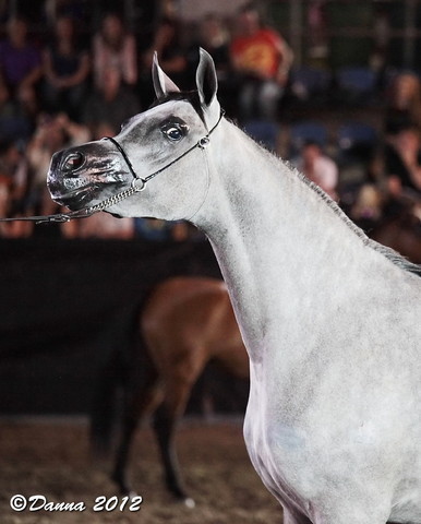 25th East Coast Championship Show - Day 3/ Finals