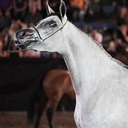 25th East Coast Championship Show - Day 3/ Finals