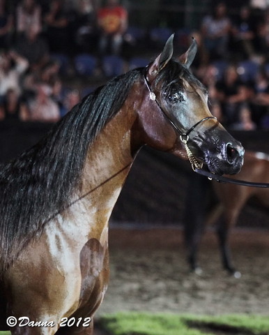 25th East Coast Championship Show - Day 3/ Finals