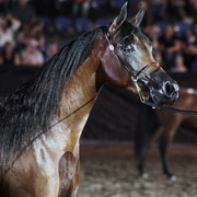 25th East Coast Championship Show - Day 3/ Finals