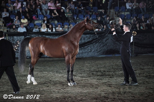 25th East Coast Championship Show - Day 3/ Finals