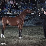 25th East Coast Championship Show - Day 3/ Finals