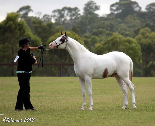 25th East Coast Championship Show - Day 3/ Finals