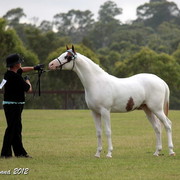 25th East Coast Championship Show - Day 3/ Finals