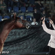 25th East Coast Championship Show - Day 3/ Finals