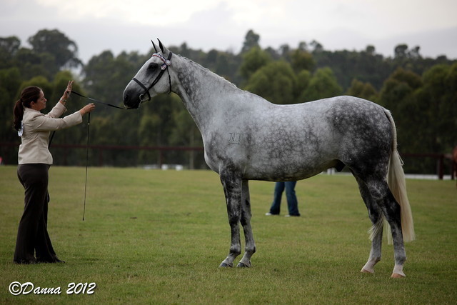 25th East Coast Championship Show - Day 3/ Finals
