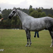 25th East Coast Championship Show - Day 3/ Finals