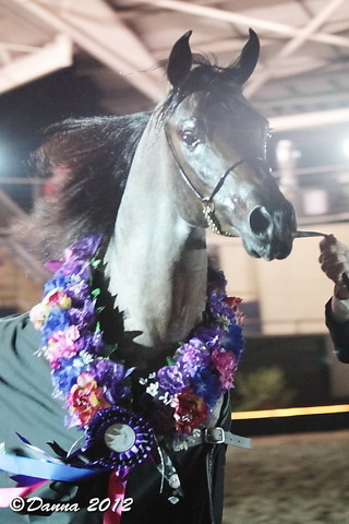 25th East Coast Championship Show - Day 3/ Finals