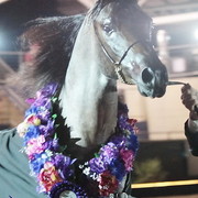 25th East Coast Championship Show - Day 3/ Finals