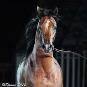 25th East Coast Championship Show - Day 3/ Finals