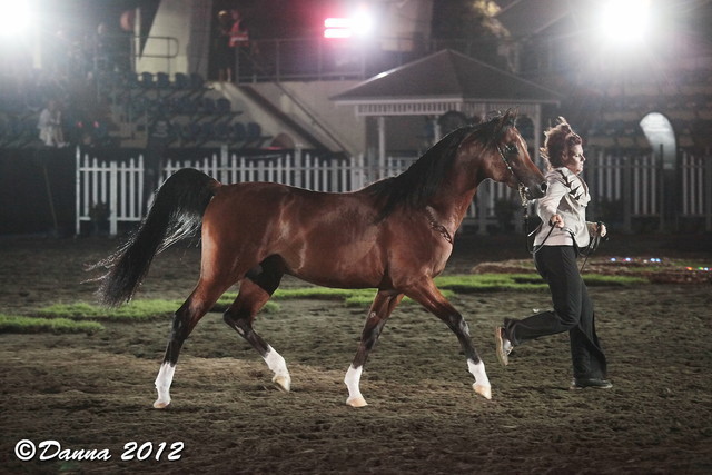25th East Coast Championship Show - Day 3/ Finals