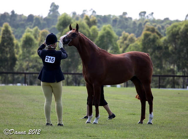 25th East Coast Championship Show - Day 3/ Finals