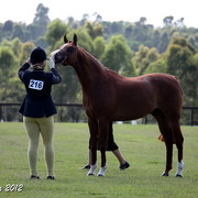 25th East Coast Championship Show - Day 3/ Finals