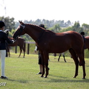 25th East Coast Championship Show - Day 3/ Finals