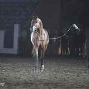 25th East Coast Championship Show 2012- Finals