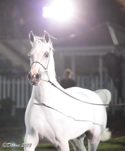 25th East Coast Championship Show 2012- Finals