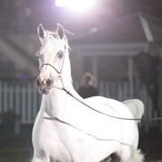 25th East Coast Championship Show 2012- Finals