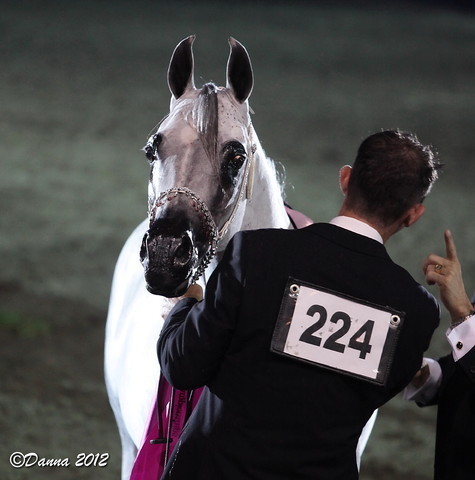 25th East Coast Championship Show 2012- Finals