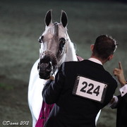 25th East Coast Championship Show 2012- Finals