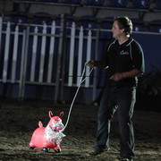 25th East Coast Championship Show 2012- Finals