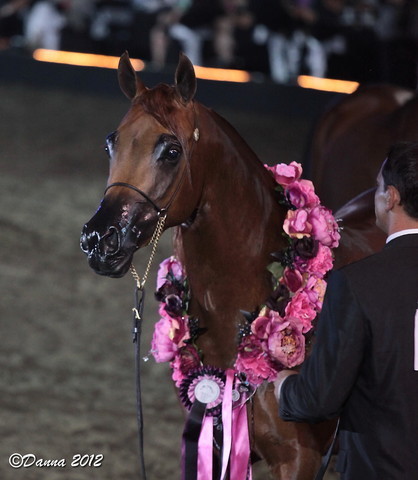 25th East Coast Championship Show 2012- Finals