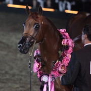 25th East Coast Championship Show 2012- Finals