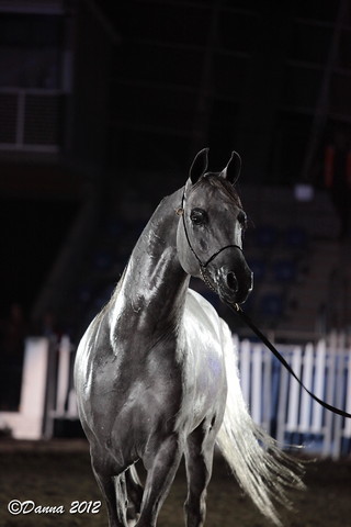 25th East Coast Championship Show 2012- Finals