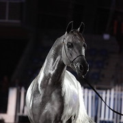 25th East Coast Championship Show 2012- Finals