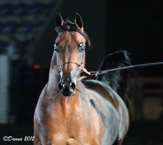 25th East Coast Championship Show 2012- Finals