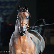 25th East Coast Championship Show 2012- Finals