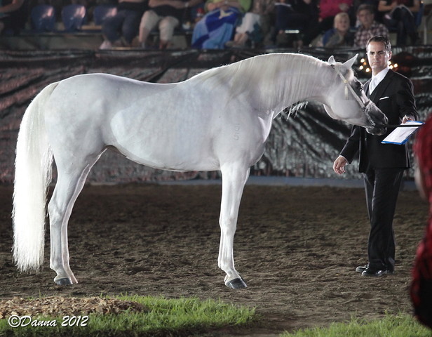 25th East Coast Championship Show 2012- Finals