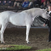 25th East Coast Championship Show 2012- Finals
