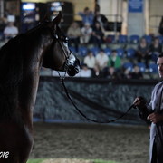25th East Coast Championship Show 2012- Finals