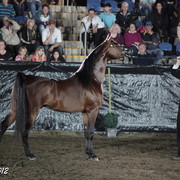 25th East Coast Championship Show 2012- Finals