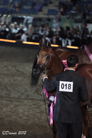 25th East Coast Championship Show 2012- Finals