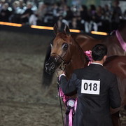 25th East Coast Championship Show 2012- Finals