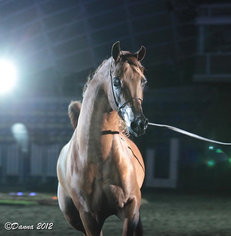 25th East Coast Championship Show 2012- Finals