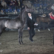 25th East Coast Championship Show 2012- Finals