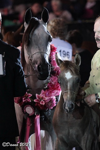 25th East Coast Championship Show 2012- Finals