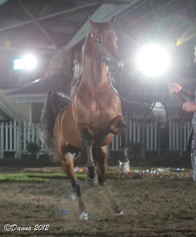 25th East Coast Championship Show 2012- Finals