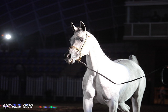 25th East Coast Championship Show 2012- Finals