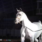 25th East Coast Championship Show 2012- Finals