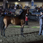 25th East Coast Championship Show 2012- Finals