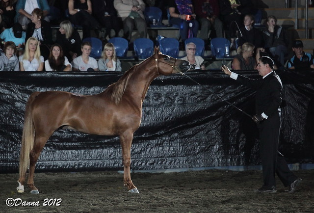 25th East Coast Championship Show 2012- Finals