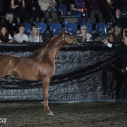 25th East Coast Championship Show 2012- Finals