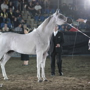 25th East Coast Championship Show 2012- Finals