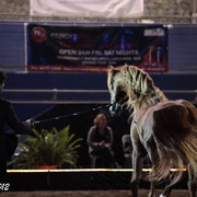 25th East Coast Championship Show 2012- Finals